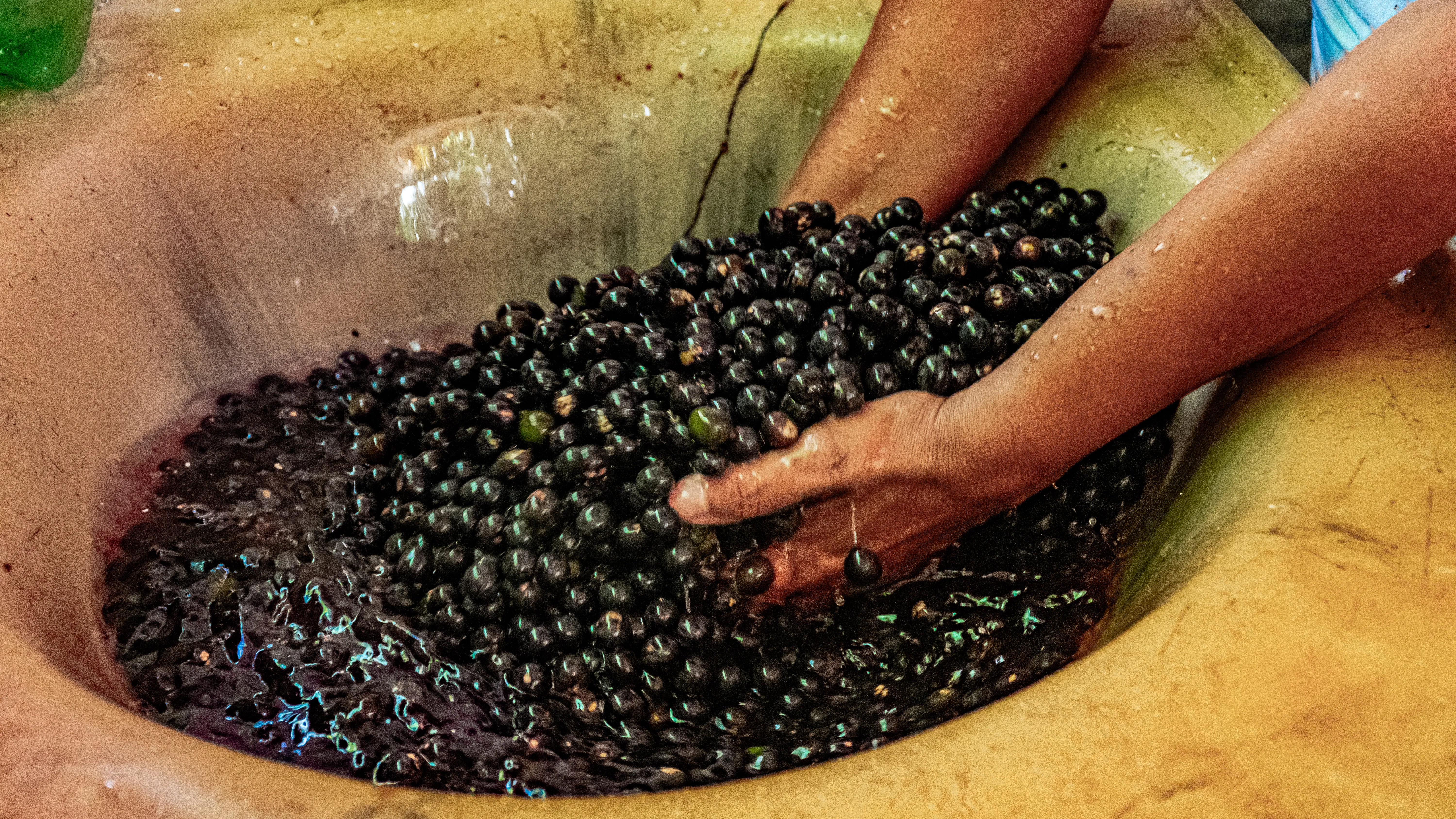 Açaí_AdobeStock_873293157