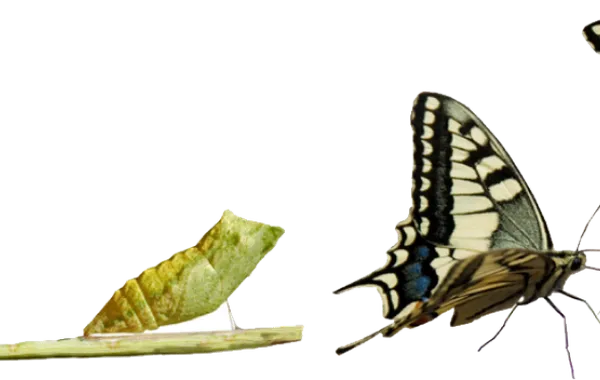 Holofote Transformação